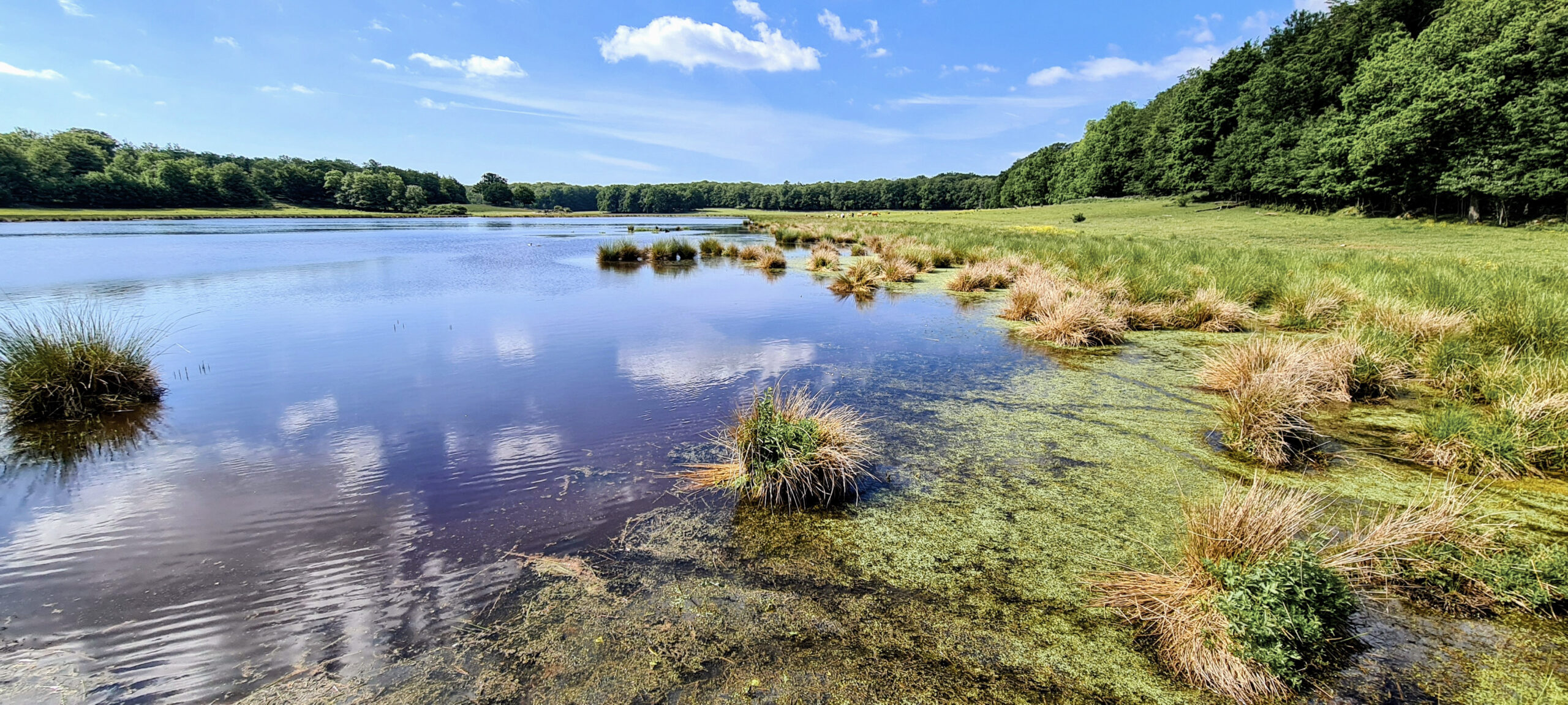 Frisk våtmark med vatten, gräs och skog i bakgrunden