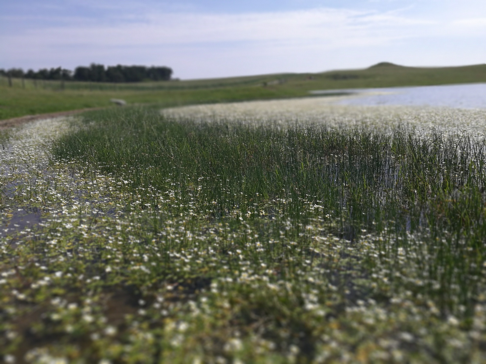 Ett friskt grönt våtmarkslandskap