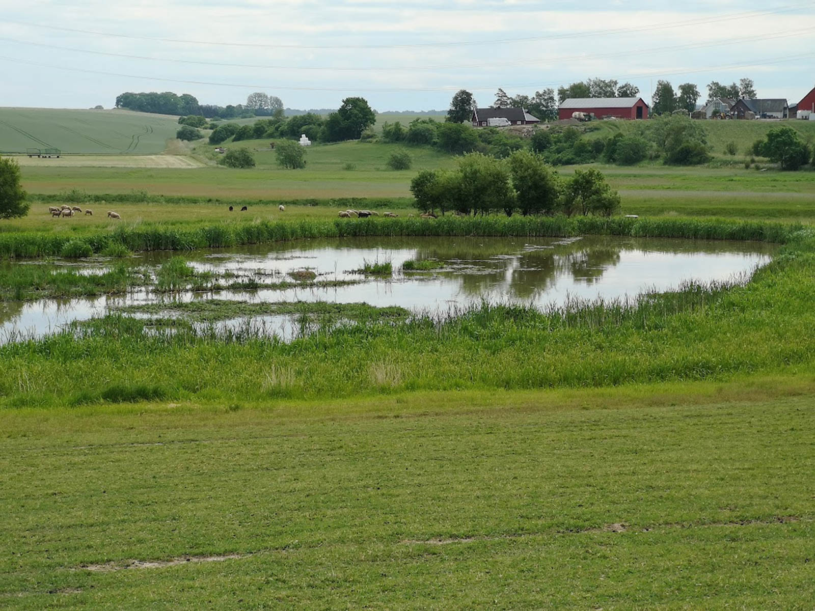 En dam i ett levande lantbrukslandskap med får som betar bakom dammen och i bakgrunden odlingsfält och en gård.