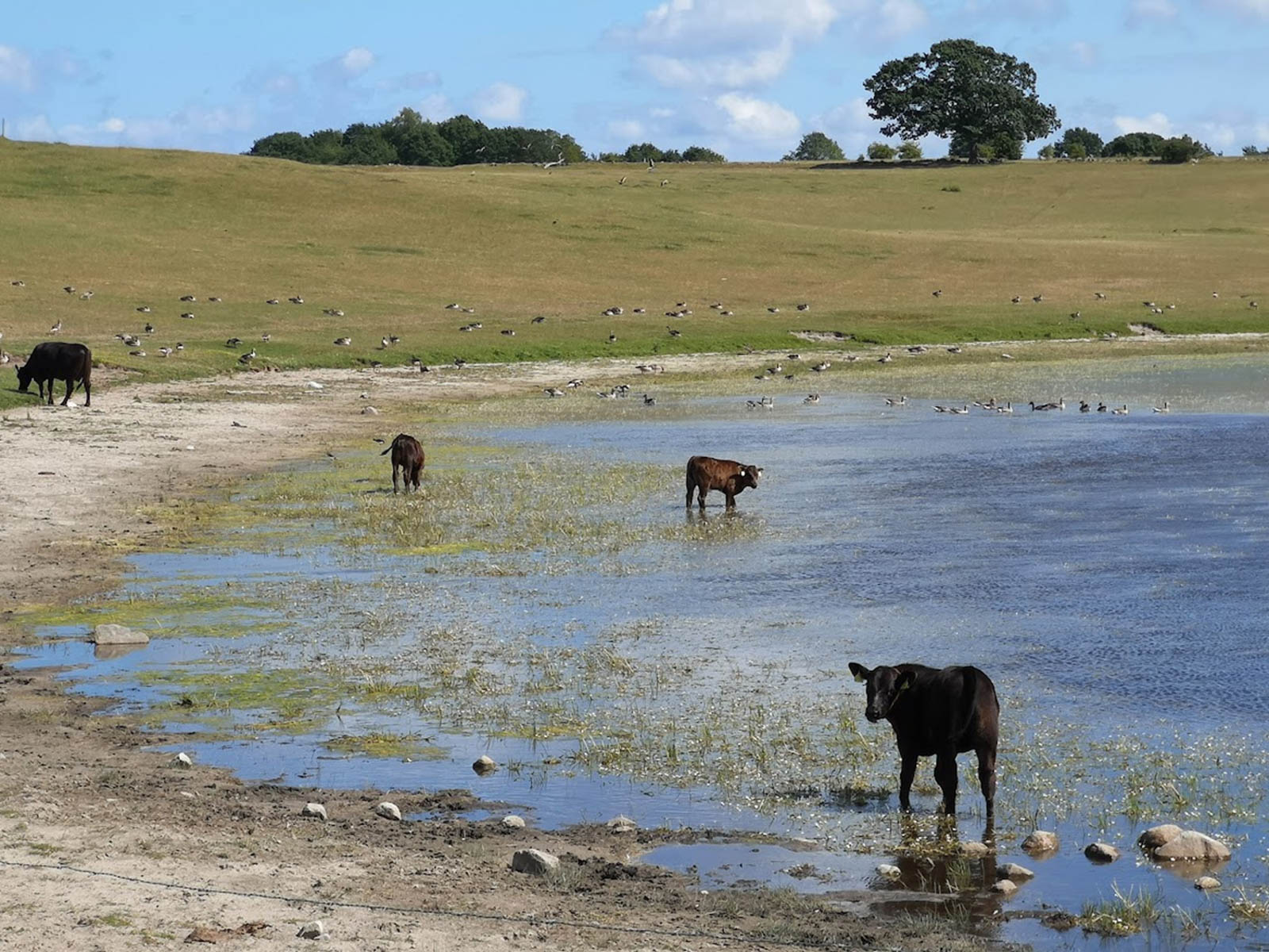 En dam i beteslandskap med amko och ungdjur som står i dammen.