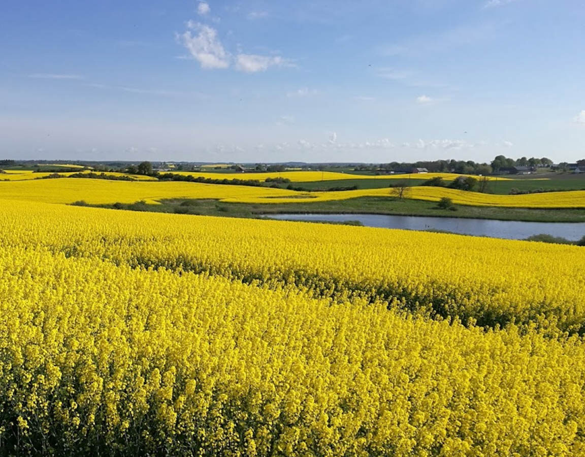 Ett landskap med rappsfält och damm samt vindkraftverk i bakgrunden.